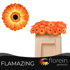 Ge Mi Flamazing 50L.cm 12bloei