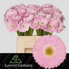 Ge Mi Babble 50L.cm 12bloei