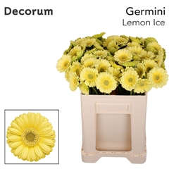 Ge Mi Lemon Ice 50L.cm 23bloei