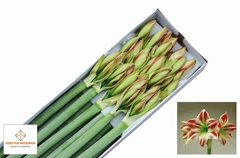 Hipp St Ambiance 80L.cm 4+knop 12bloei
