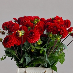 Dahl Red Cap 50L.cm 23bloei