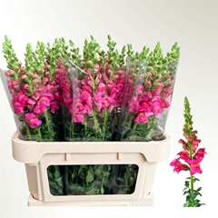 Anti Poto Cherr Rose 75L.cm 23bloei