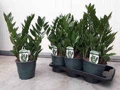 Zamioculcas Zamiifol 17P 55H 5TAK