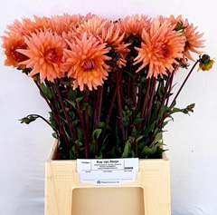 Dahl Overig 55L.cm 23bloei