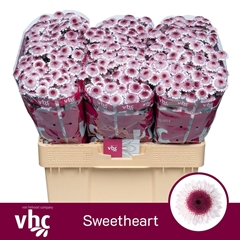 Chr San Sweetheart 55L.cm 23bloei