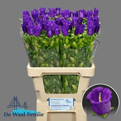 Campanula Champion Blue 60L.cm 23bloei