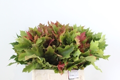 Querc Rubra 60L.cm