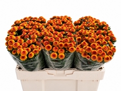 Chr San Tammy 55L.cm 23bloei