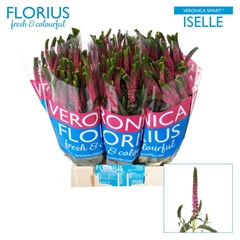 Veron Smart Iselle 50L.cm 23bloei