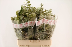 Euc Cin Autunno Bs 60L.cm 200gram