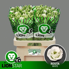 Eust G Rosita White 70L.cm 55+knop 23bloei