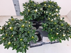 Rhodo Si Witte Vogel 12P 22H 25Ø Cm 22bloei