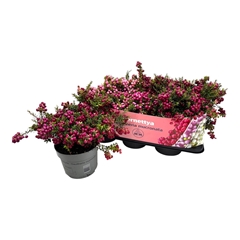 Pern Mucronata(gaul) 17P 25H