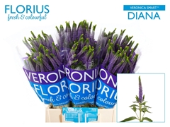 Veron Clea Diana 50L.cm 23bloei