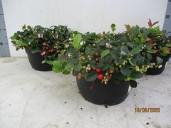 Gaulth Pro Big Berry 26P 25H