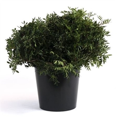 Pistacia Blad P Bos 45L.cm 10gram