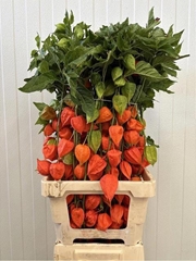 Physalis Stuk 80L.cm 34bloei