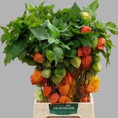 Physalis Stuk 60L.cm 34bloei