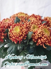 Chr.gepl.fuego 80L.cm 90gram 23bloei