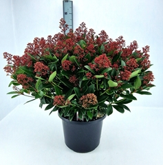 Skimmia Jap Rubella 32P 70H 100bloem
