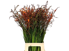 Crocos Grbl Lucifer 80L.cm 13bloei