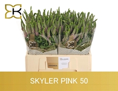 Veron L Skyler Pink 50L.cm 23bloei