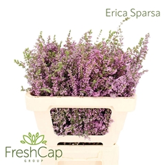 Erica Bicolor 50L.cm