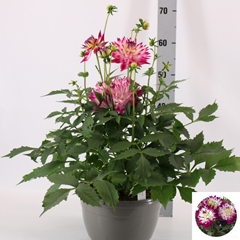 Dahl L Mag Rose Bico 25P 55H