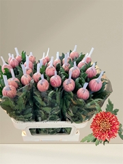 Chr G Hornbill Salm 80L.cm 105gram 23bloei