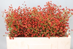 Rosa Prinsberry Red 50L.cm