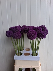 Allium Ambassador 95L.cm 33bloei