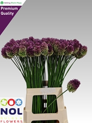 Allium Sphaerocephal 75L.cm 23bloei