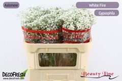 Gyps Pa White Fire 70L.cm 23gram 33bloei
