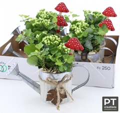 Arr Kamerpl 23P 23cm 11bloei
