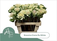 Brass Crane Ru White 60L.cm