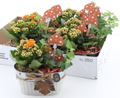 Arr Kamerpl 15P 23cm 12bloei