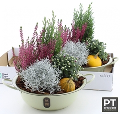 Arr Tuinplanten 36P 40cm 22bloei