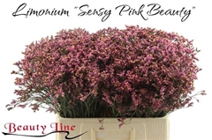 Lim Sin Sen Pin Beau 60L.cm 20gram 13bloei