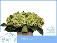 Hydr Verena Classic 90L.cm 55bloei