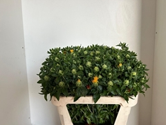 Carthamus Tinctorius 70L.cm 12bloei