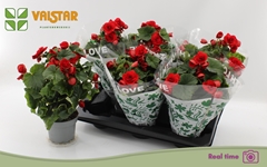 Beg Du Baladin 13P 35H 23bloei