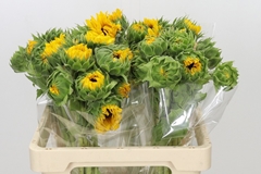 Helian An Orange Fir 60L.cm 24bloei
