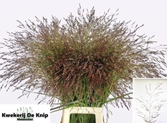 Panicum Virg Warrior 90L.cm