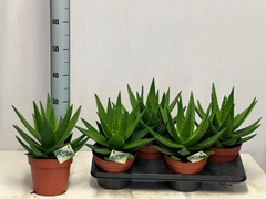 Aloe Mitriformis 17P 30H