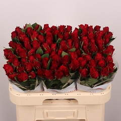 R Gr Red Torch 60L.cm 23bloei