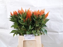 Cel Ap Apricot Brand 50L.cm 12bloei