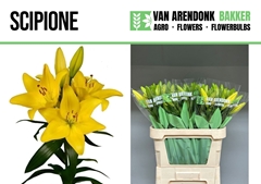 Li La Scipione 90L.cm 30+knop 23bloei