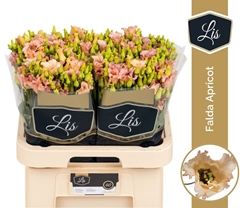 Eust E Falda Apricot 70L.cm 55+knop 23bloei