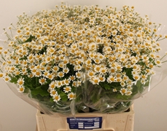 Tana Pa Single Vegmo 65L.cm 23bloei