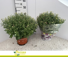 Chrys Gr Jas Gem Pot 19P 45H 12bloei